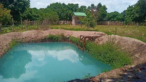 Bassin de pisciculture pour poissons-chats