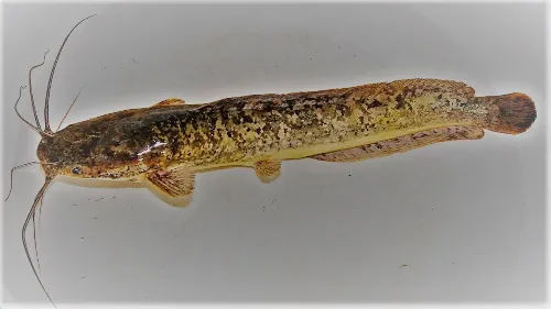 Poisson-chat de Guinée