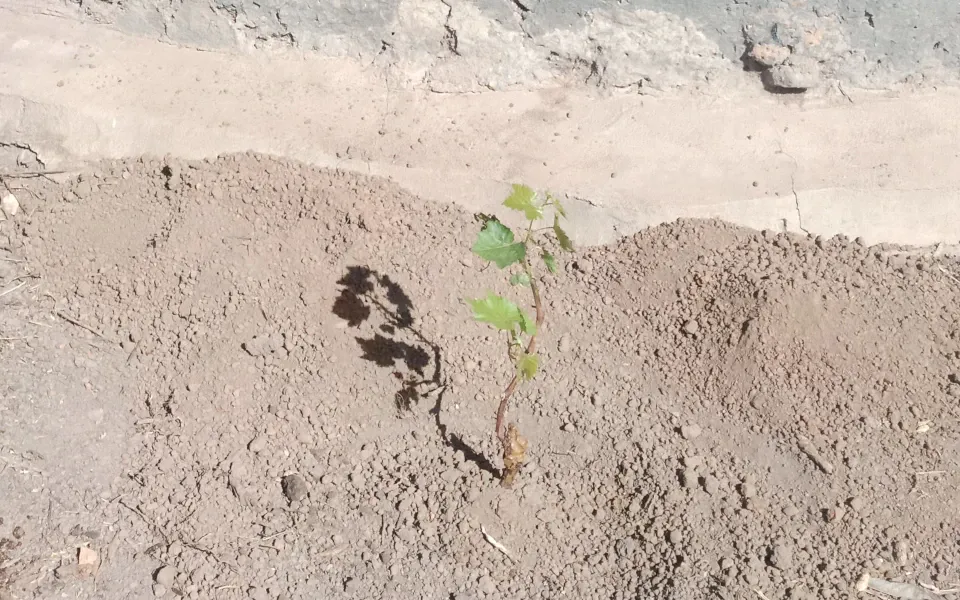 Jeune plante